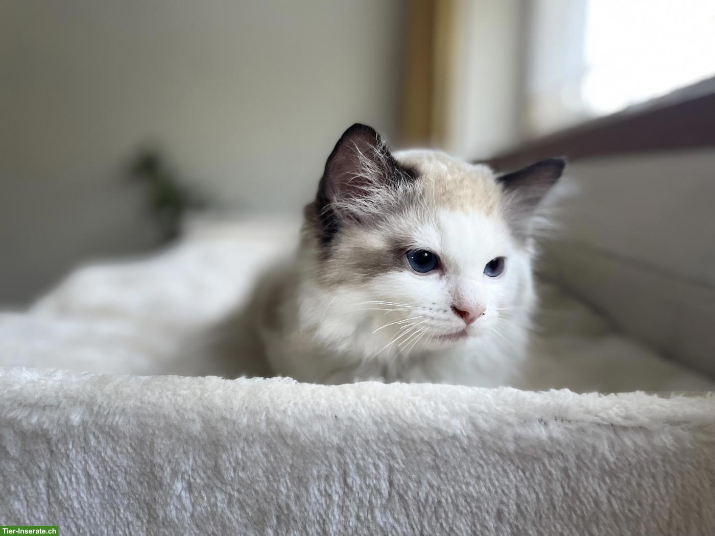 Bild 6: Ragdoll Kitten mit Stammbaum