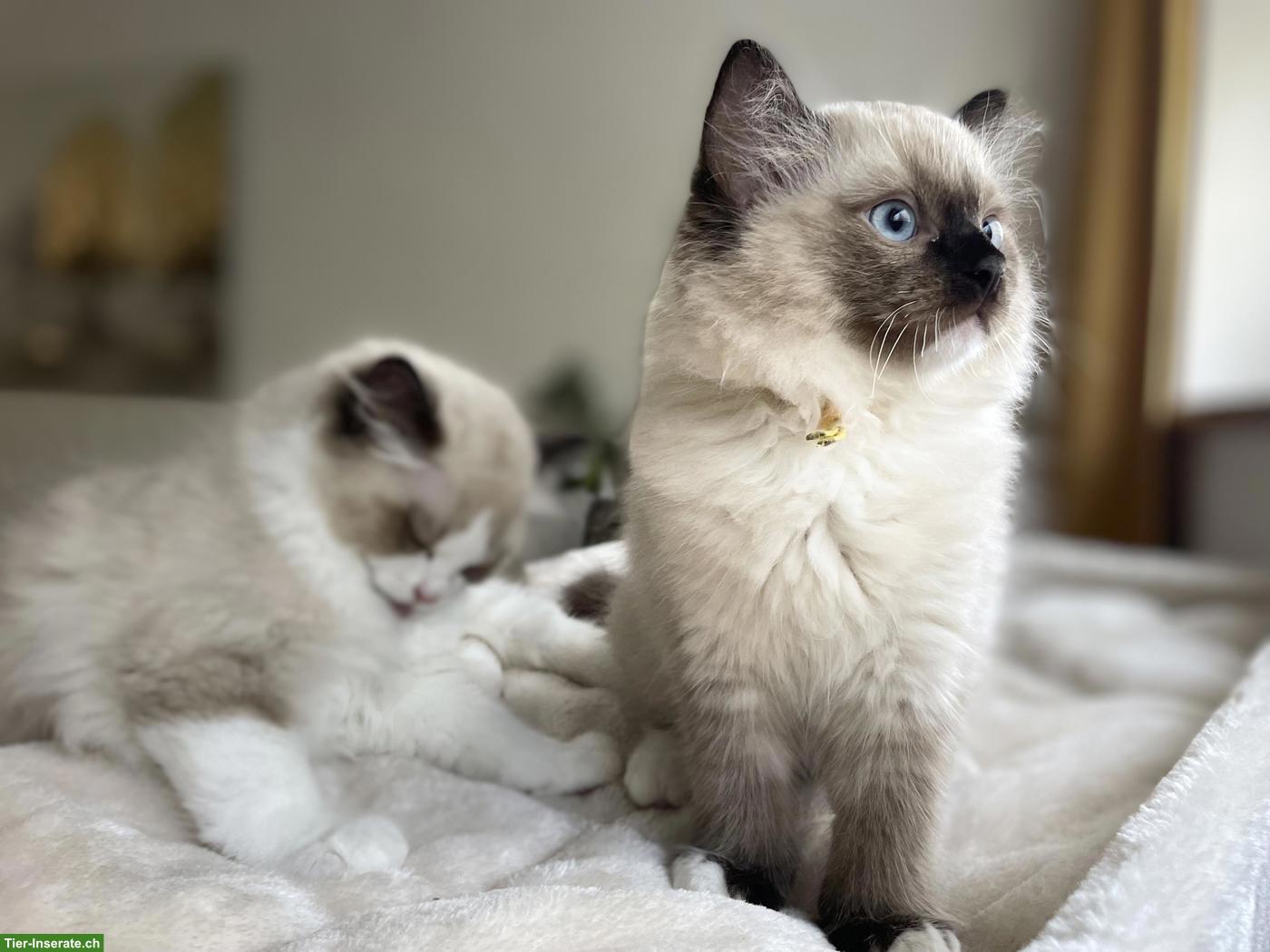 Bild 7: Ragdoll Kitten mit Stammbaum