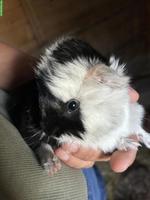 Junge Meerschweinchen Jungs suchen artgerechtes Zuhause