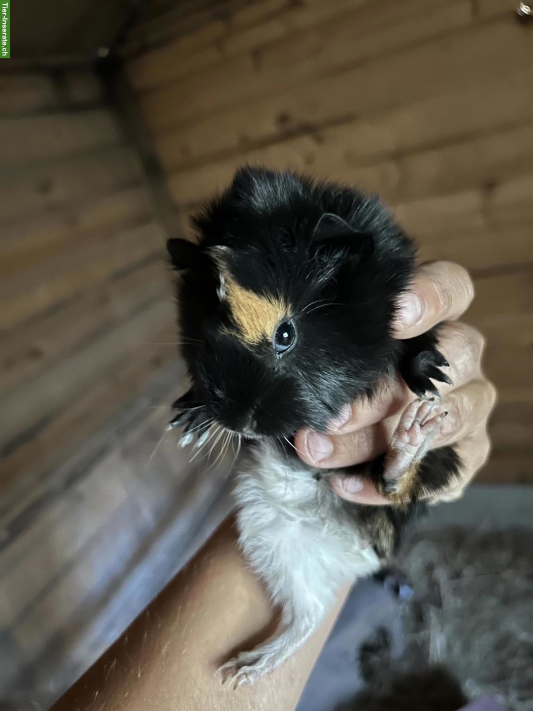 Bild 3: Junge Meerschweinchen Jungs suchen artgerechtes Zuhause