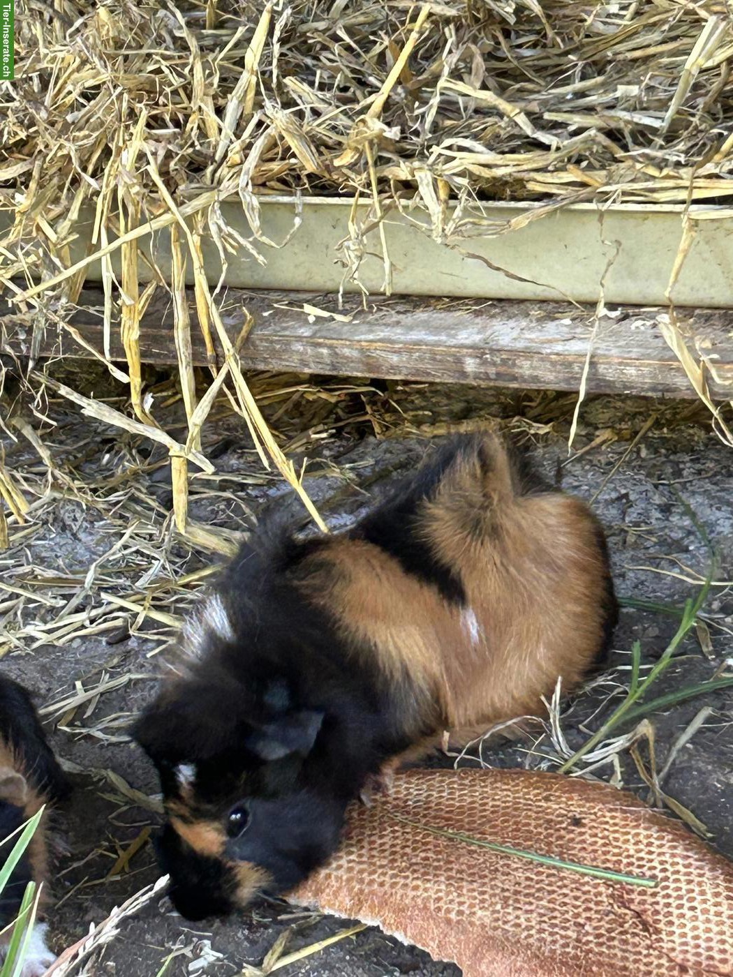 Bild 4: Junge Meerschweinchen Jungs suchen artgerechtes Zuhause