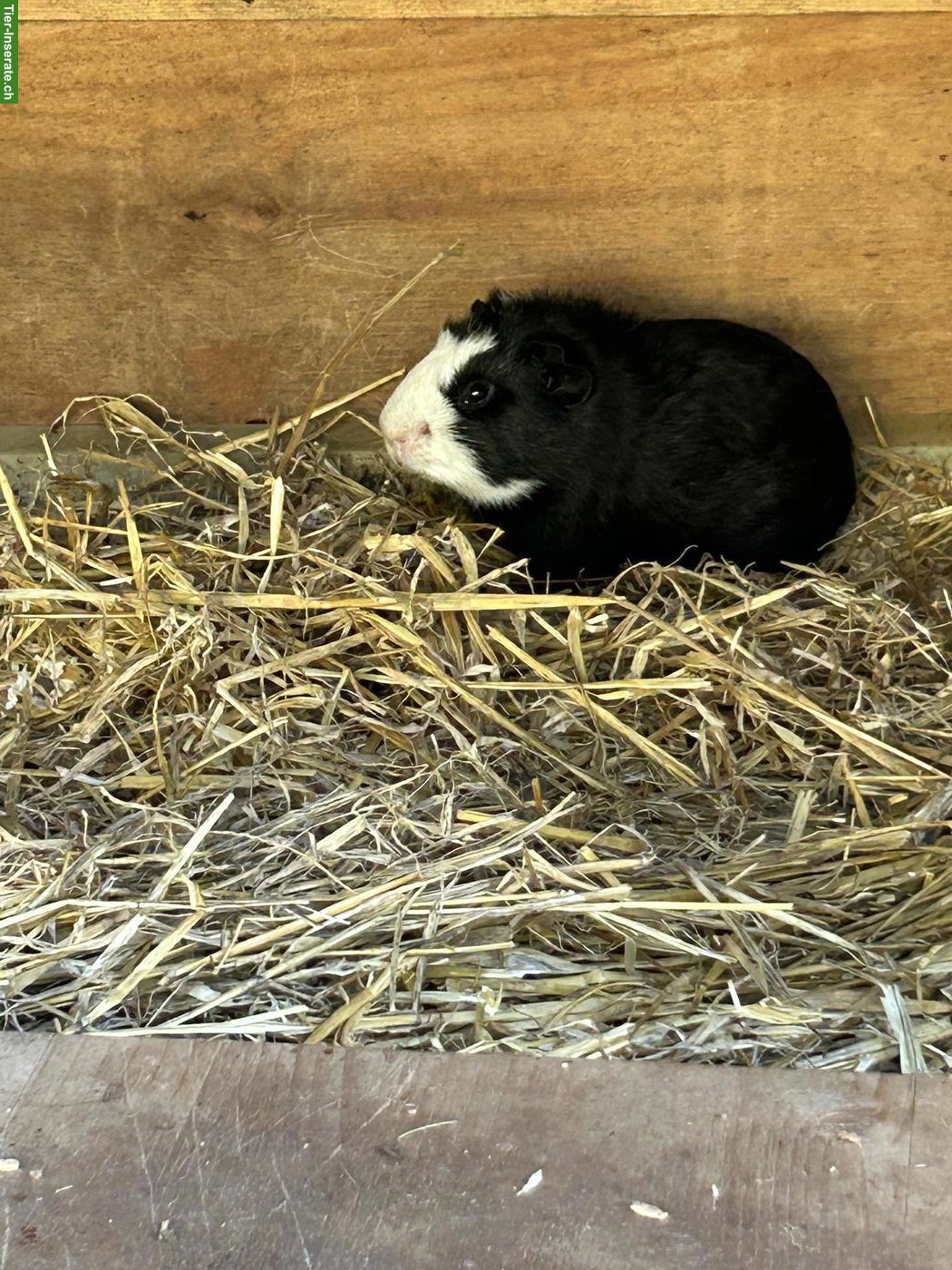 Bild 5: Junge Meerschweinchen Jungs suchen artgerechtes Zuhause
