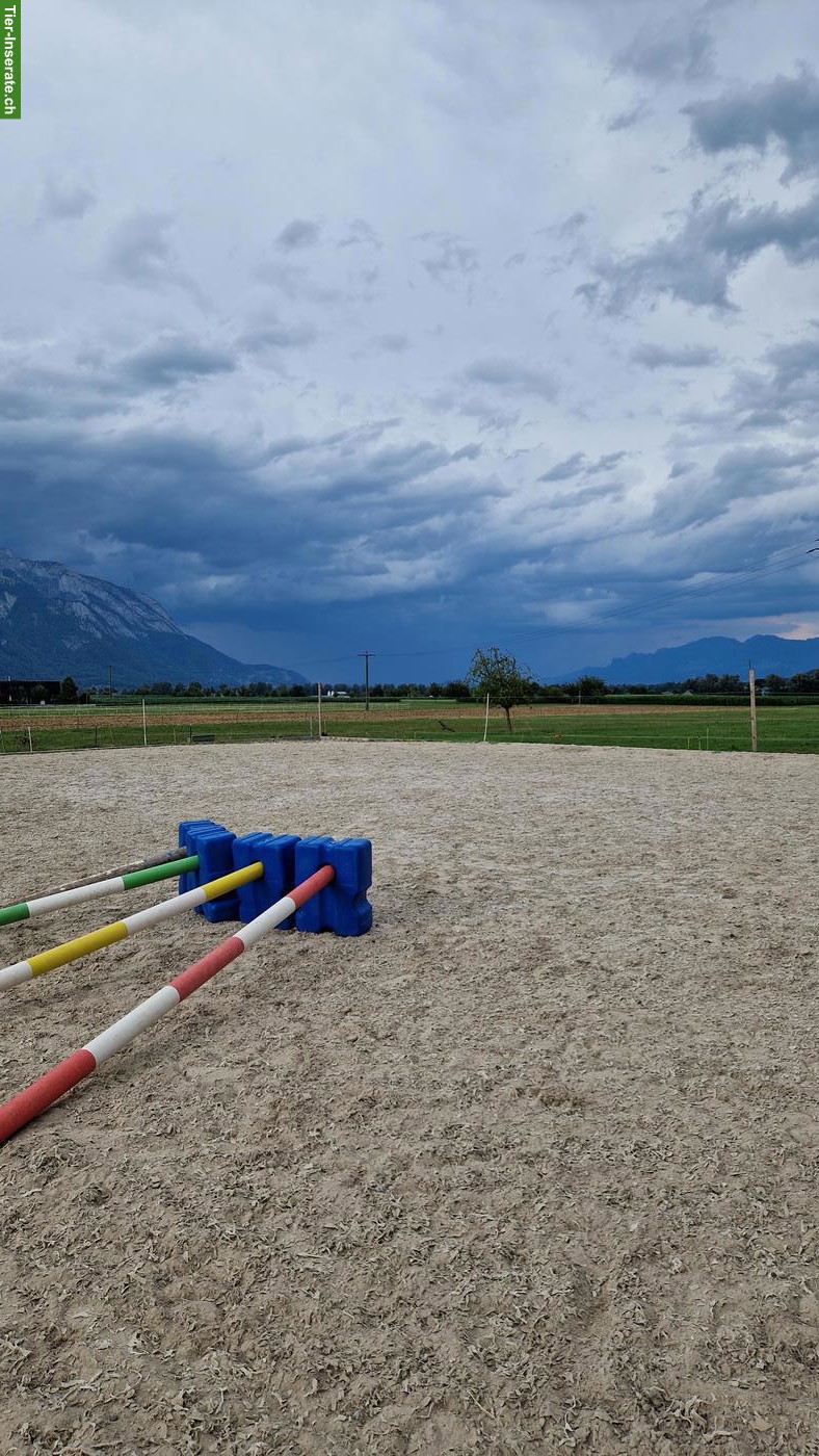 Reit- und Longierunterricht St. Galler Rheintal