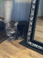 Junger Maine Coon x Neva Masquarade Mix Kater