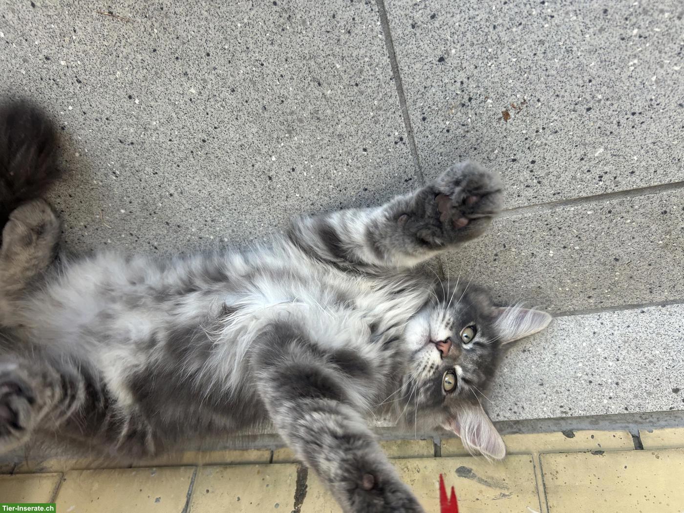 Bild 2: Junger Maine Coon x Neva Masquarade Mix Kater