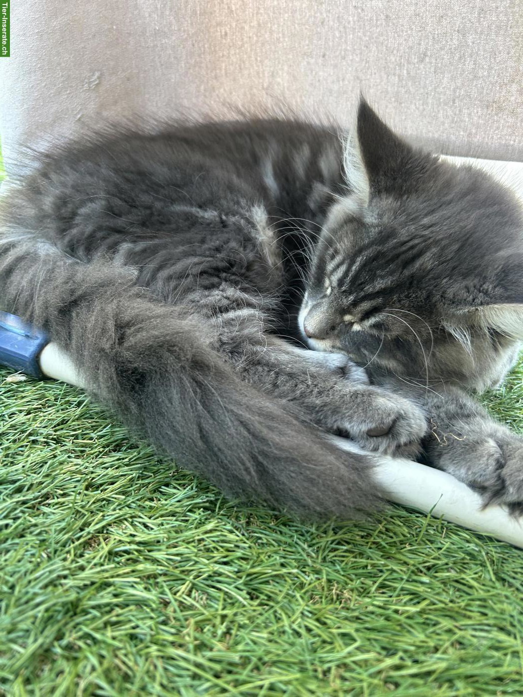 Bild 3: Junger Maine Coon x Neva Masquarade Mix Kater