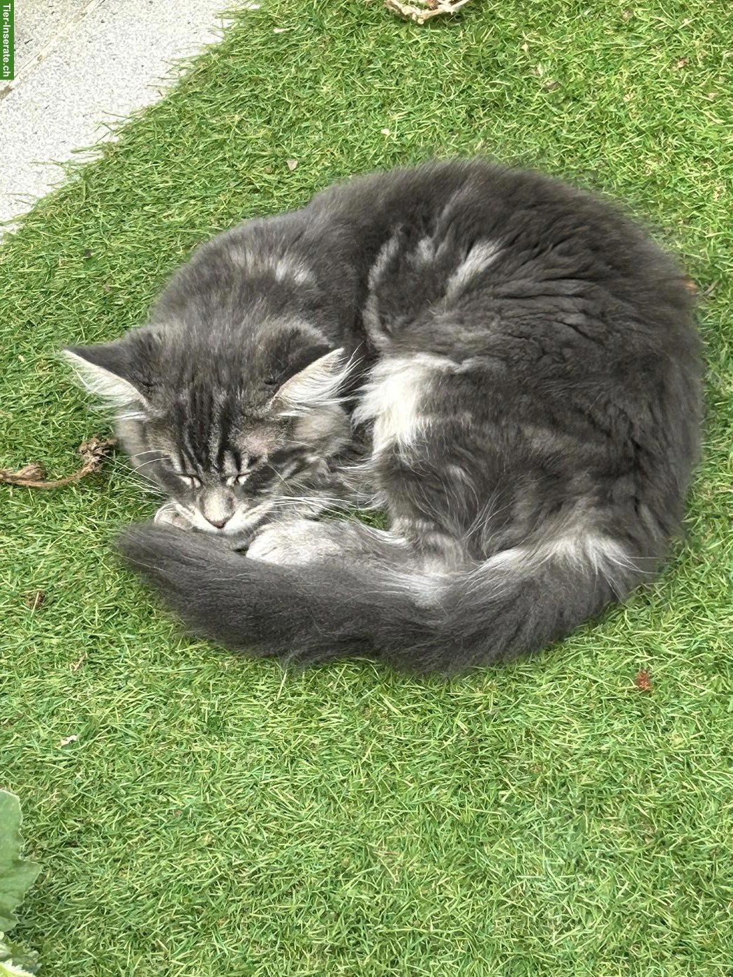 Bild 4: Junger Maine Coon x Neva Masquarade Mix Kater