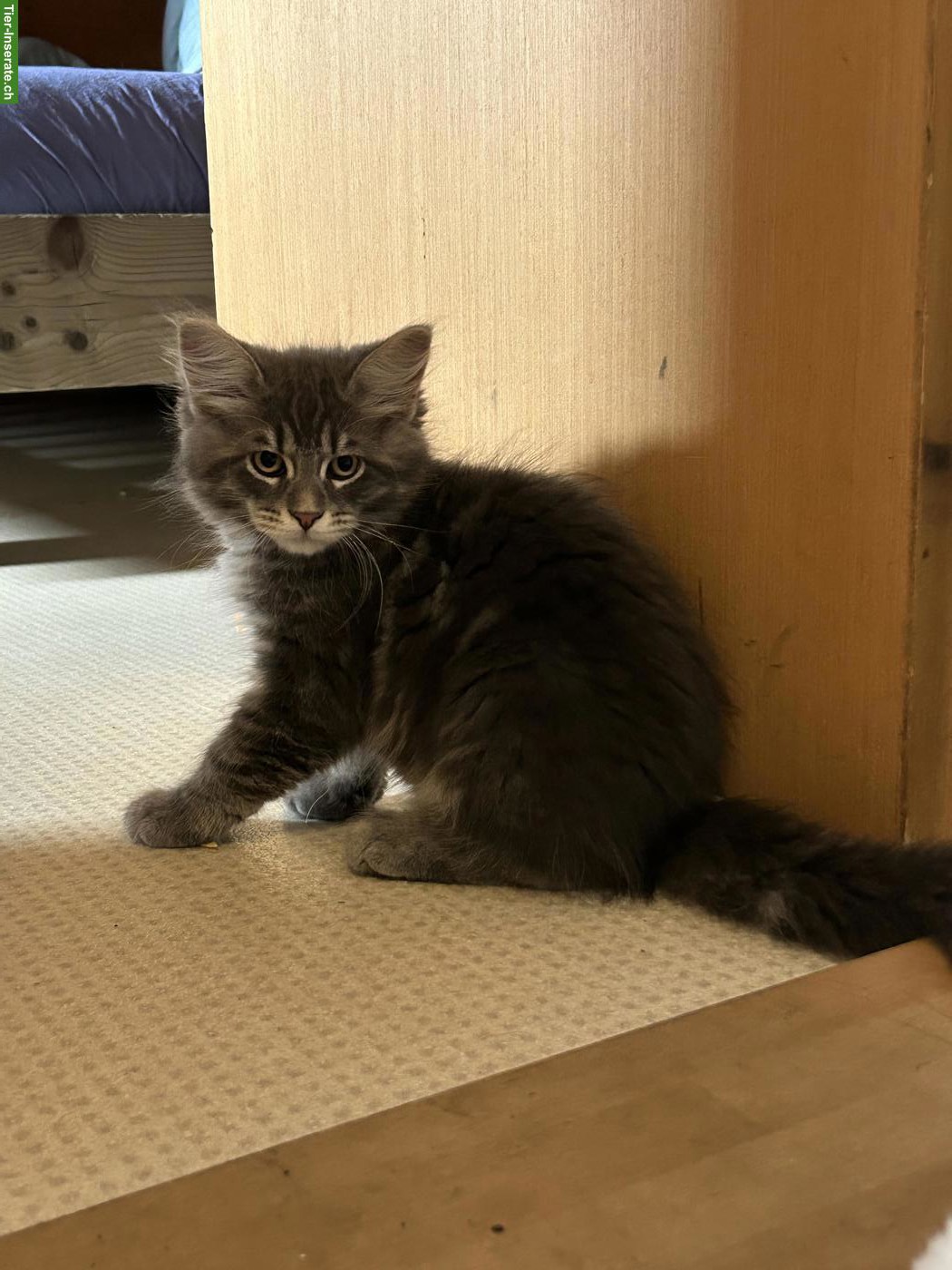 Bild 5: Junger Maine Coon x Neva Masquarade Mix Kater