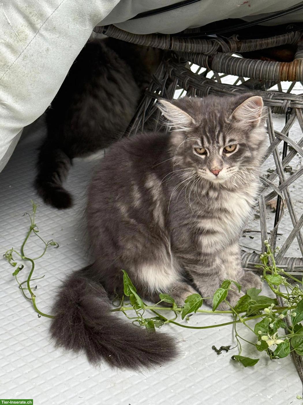 Bild 6: Junger Maine Coon x Neva Masquarade Mix Kater