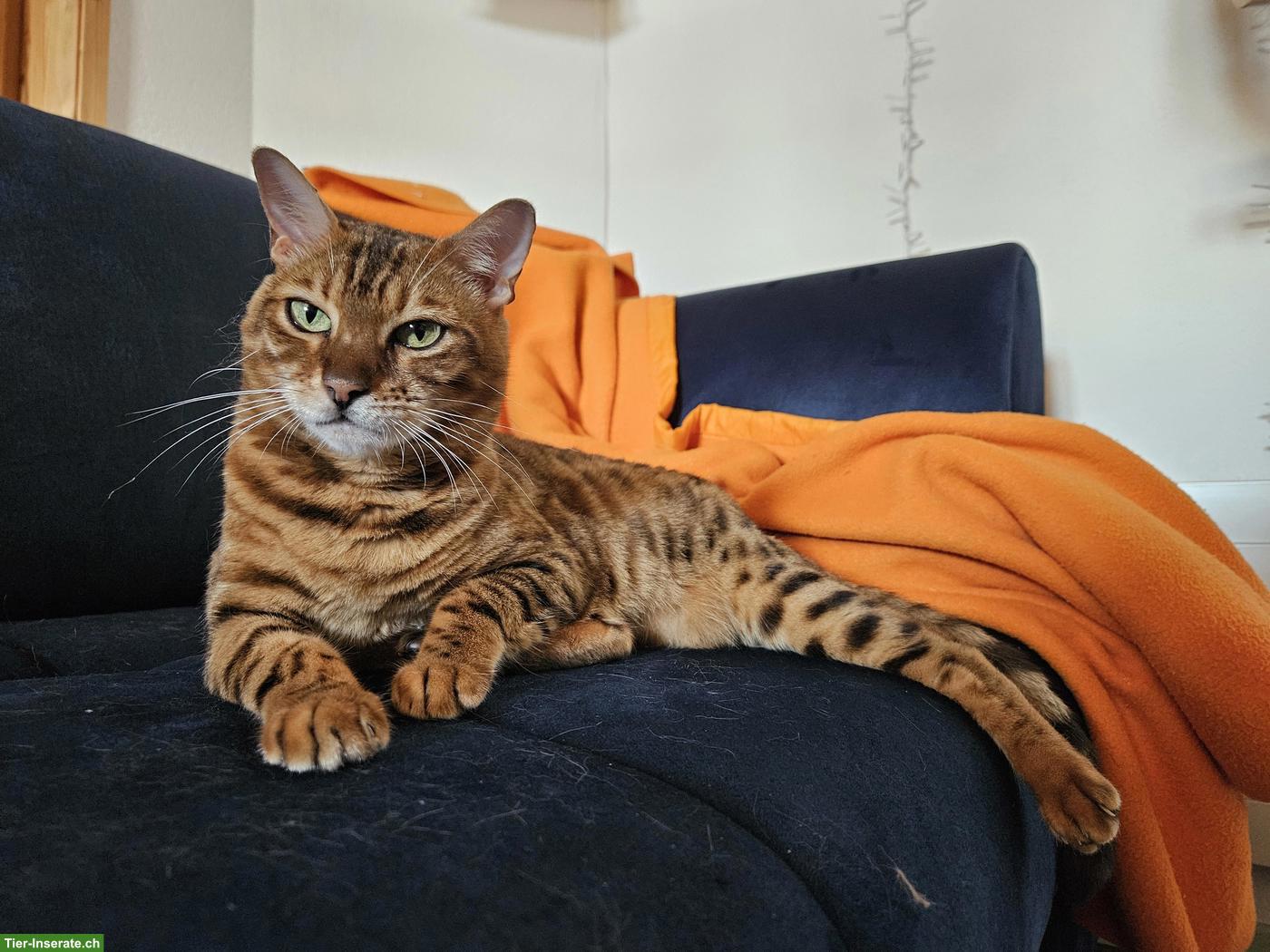 Bengalkatze Chira sucht ruhiges Zuhause mit viel Zeit