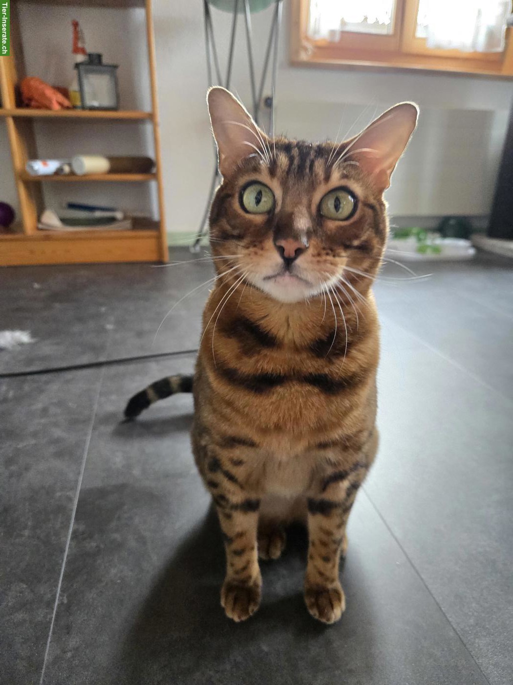 Bild 2: Bengalkatze Chira sucht ruhiges Zuhause mit viel Zeit