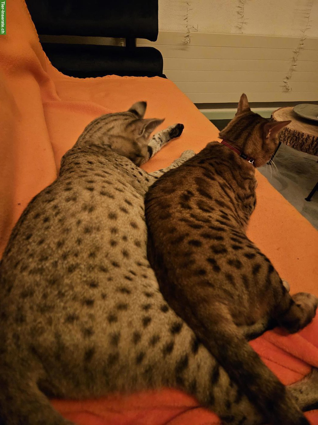 Bild 3: Bengalkatze Chira sucht ruhiges Zuhause mit viel Zeit