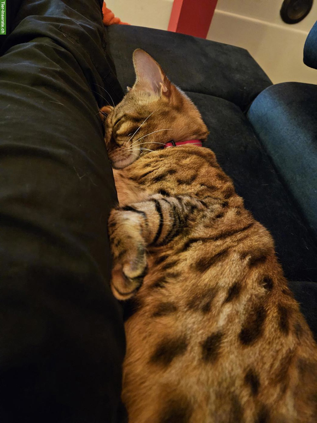 Bild 4: Bengalkatze Chira sucht ruhiges Zuhause mit viel Zeit