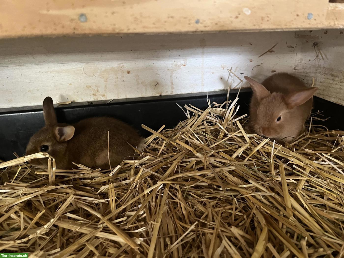 Bild 2: Junge Kaninchen zu verkaufen