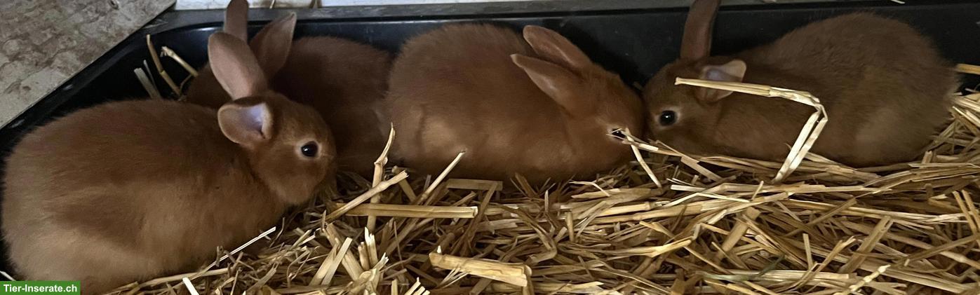 Bild 3: Junge Kaninchen zu verkaufen