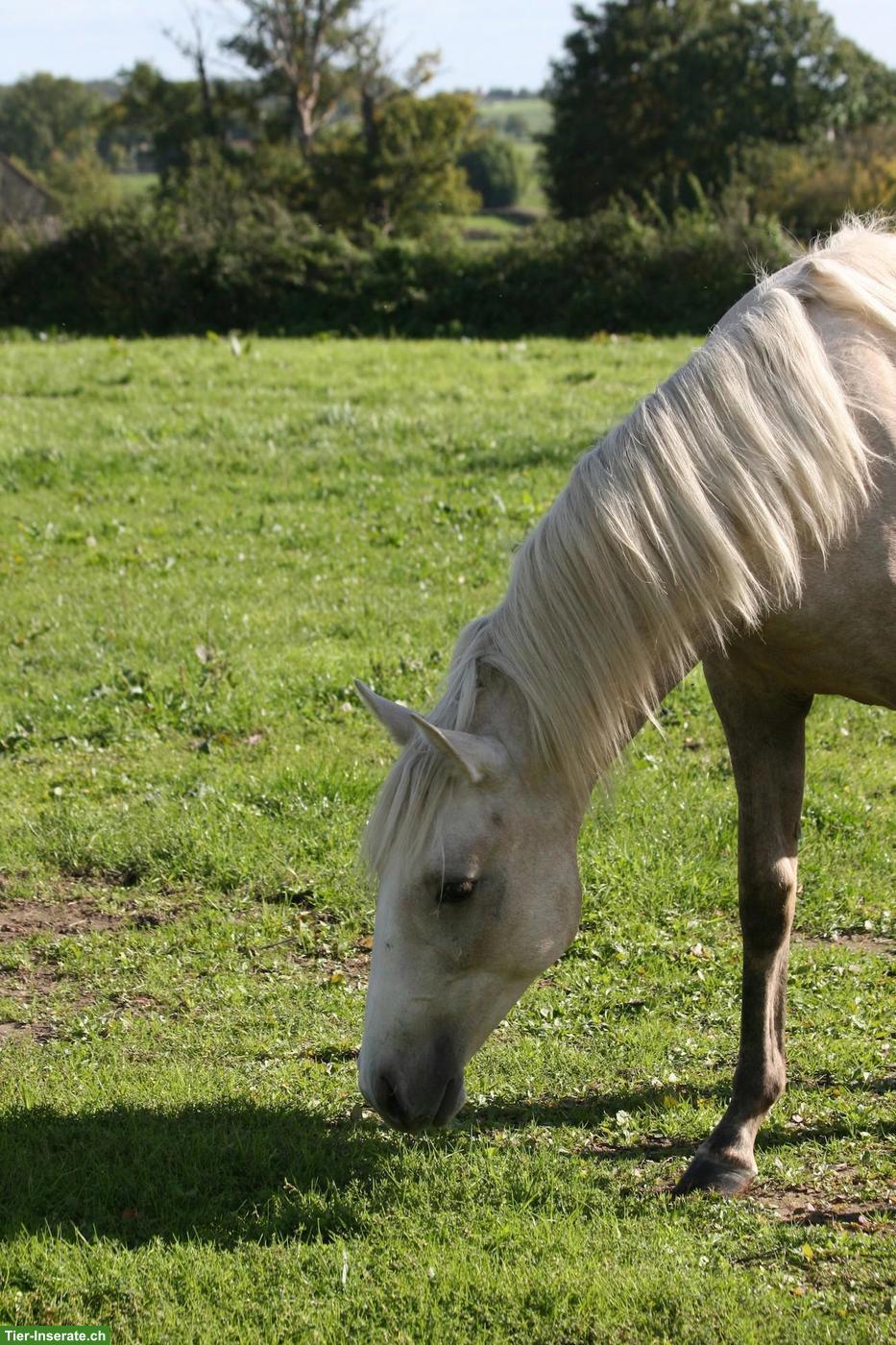 Elegante Palomino Lusitano Stutfohlen