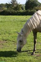 Elegante Palomino Lusitano Stutfohlen