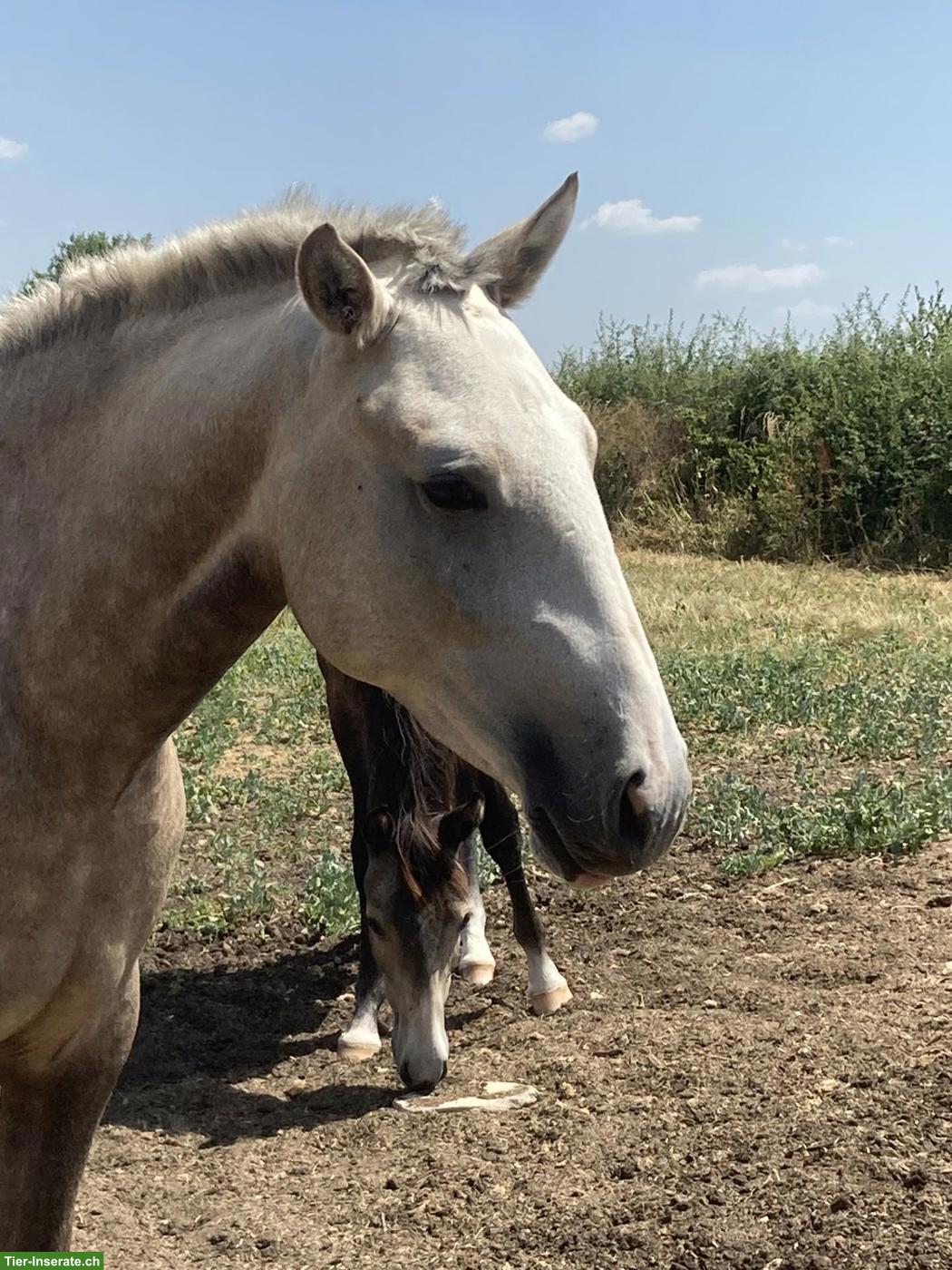 Bild 2: Elegante Palomino Lusitano Stutfohlen