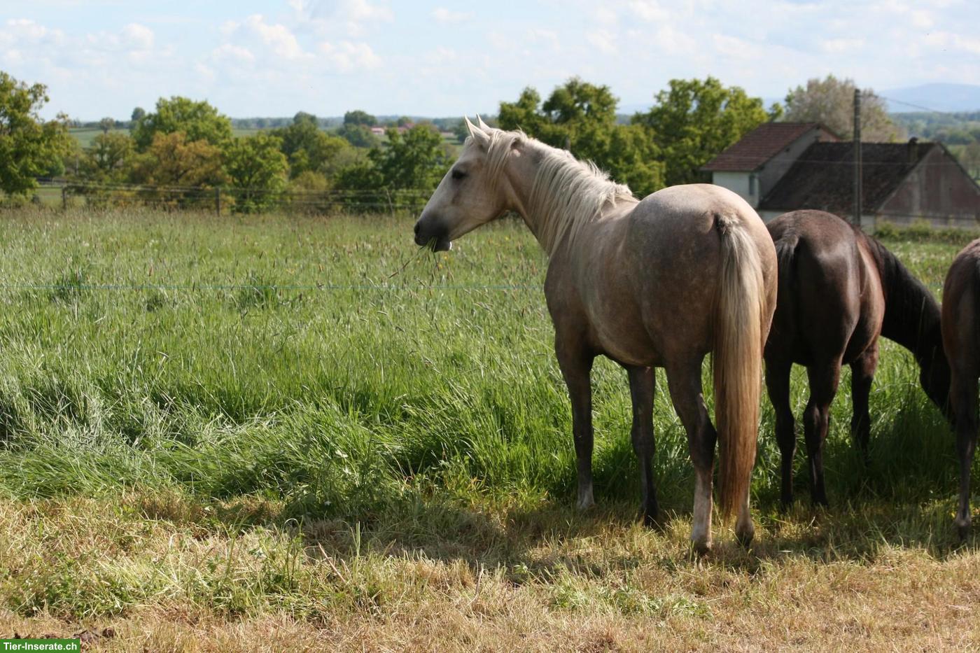 Bild 3: Elegante Palomino Lusitano Stutfohlen