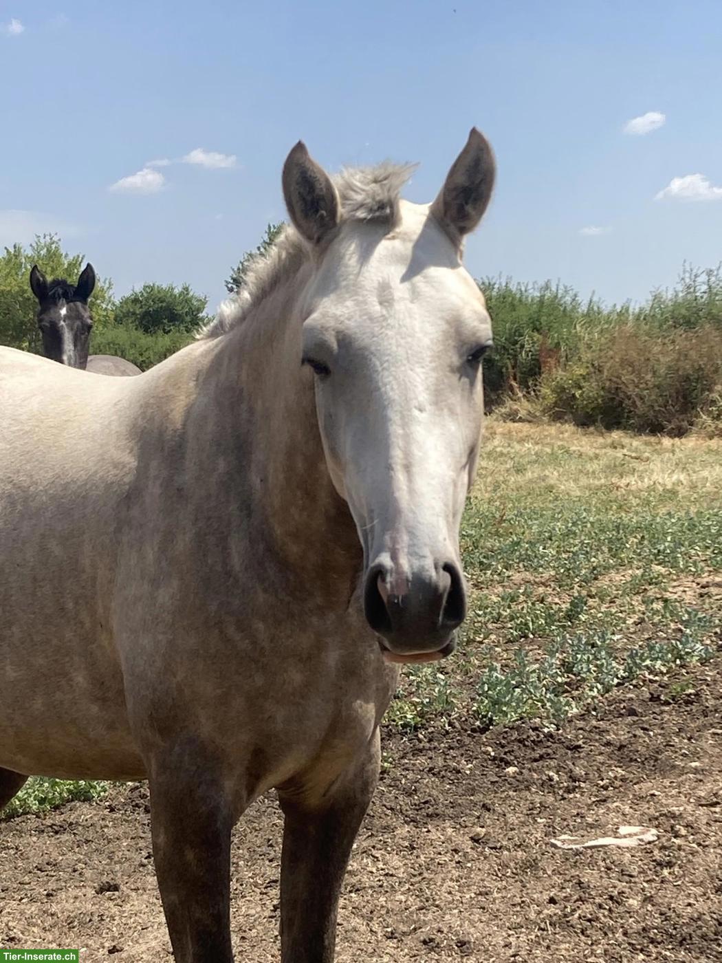 Bild 4: Elegante Palomino Lusitano Stutfohlen