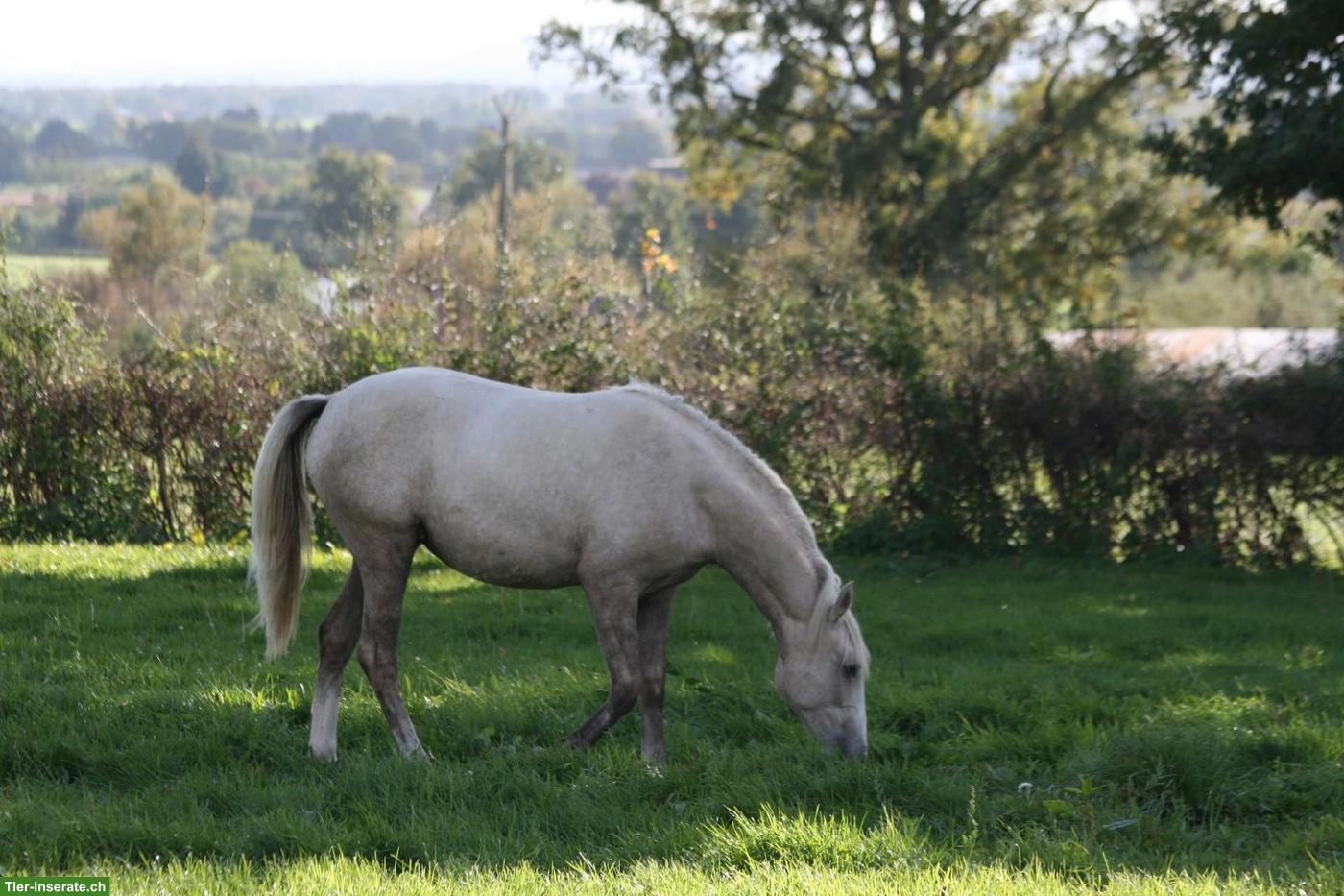 Bild 6: Elegante Palomino Lusitano Stutfohlen