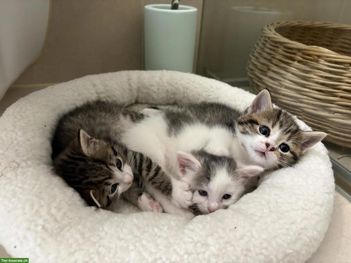 Verschmuste Katzenbabys suchen liebevolles Zuhause