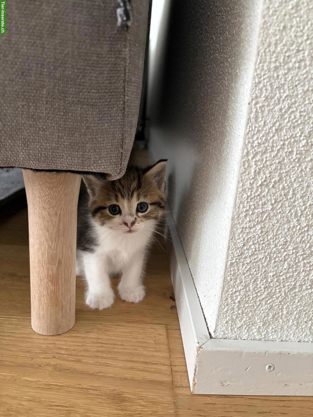 Bild 2: Verschmuste Katzenbabys suchen liebevolles Zuhause