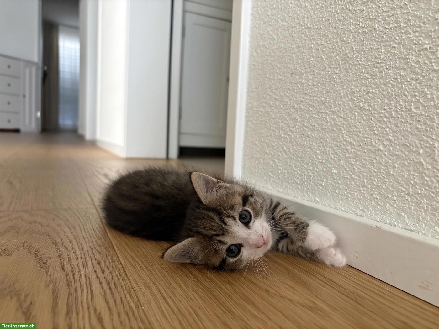 Bild 3: Verschmuste Katzenbabys suchen liebevolles Zuhause