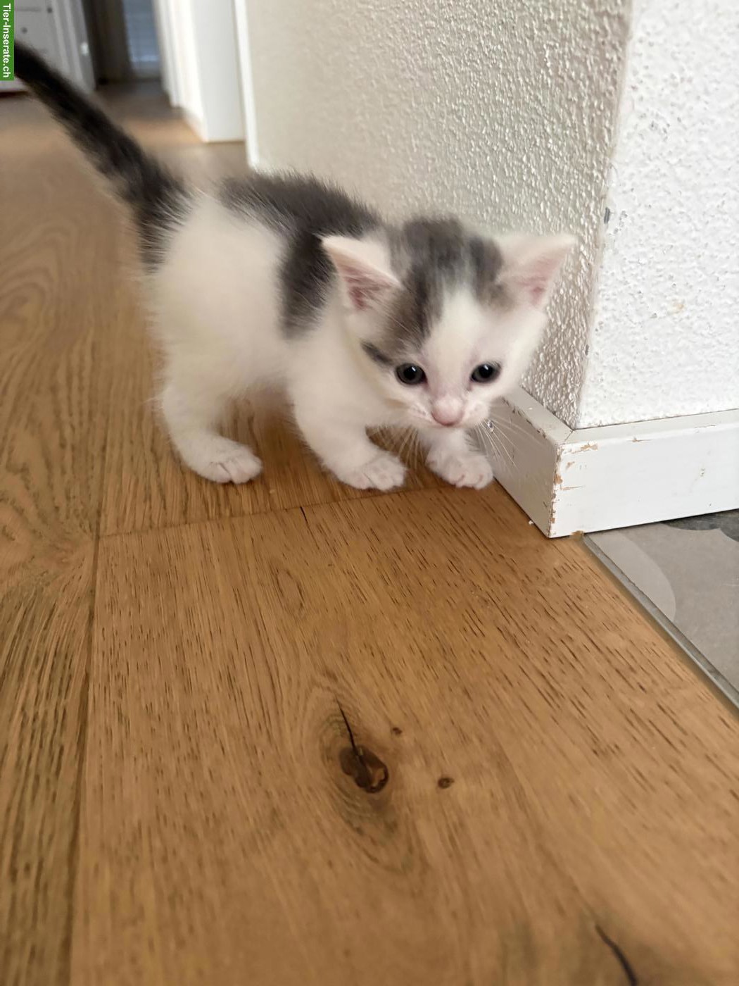 Bild 4: Verschmuste Katzenbabys suchen liebevolles Zuhause