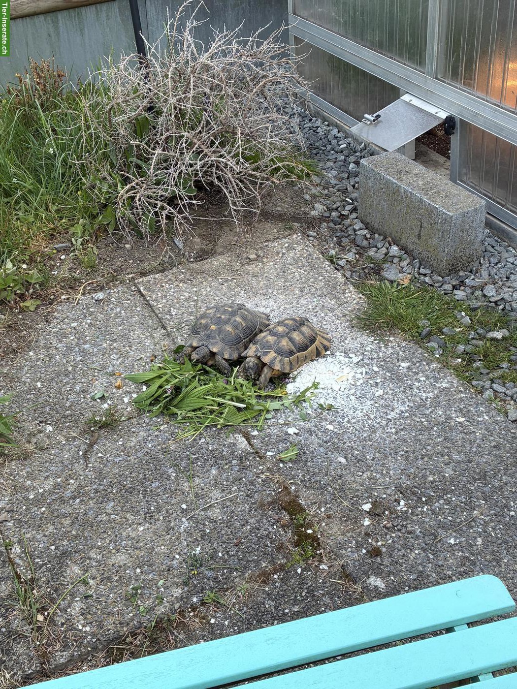 2 Breitrandschildkröten abzugeben