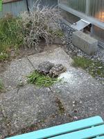 2 Breitrandschildkröten abzugeben