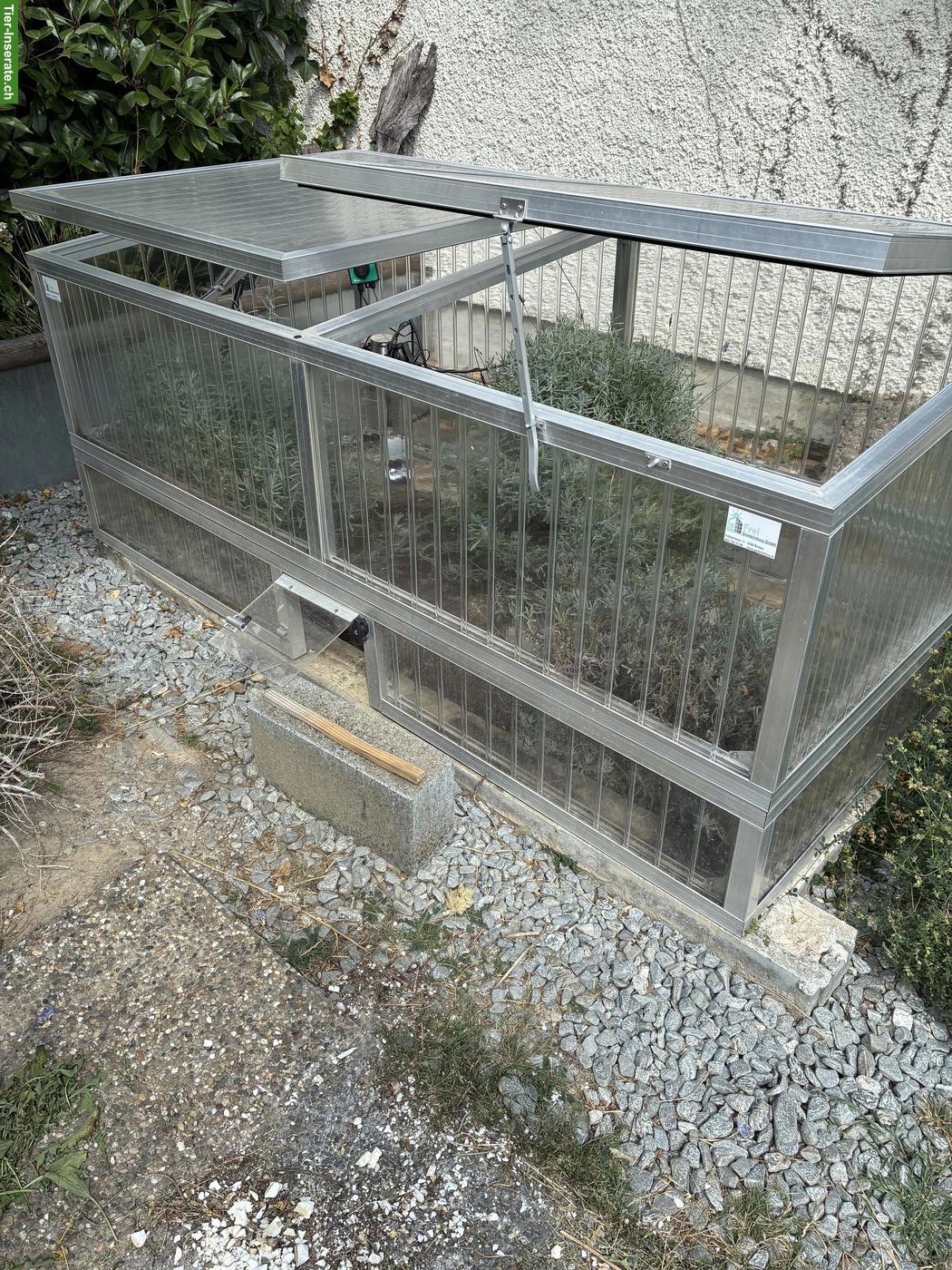 Bild 2: 2 Breitrandschildkröten abzugeben