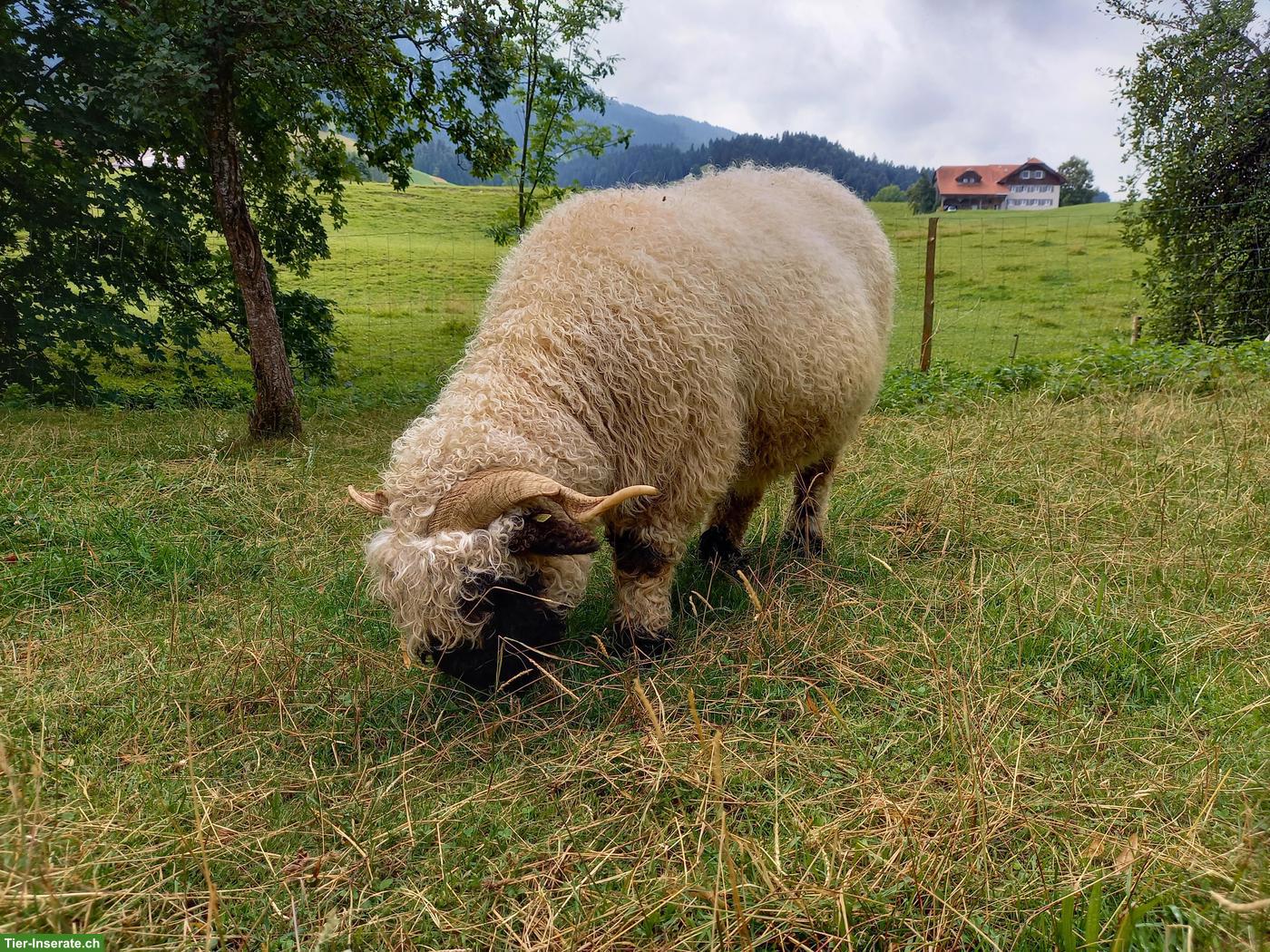 Bild 3: Walliser Schwarznasenschafe mit Abstammungsausweis