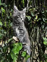 Maine Coon Kitten mit Stammbaum