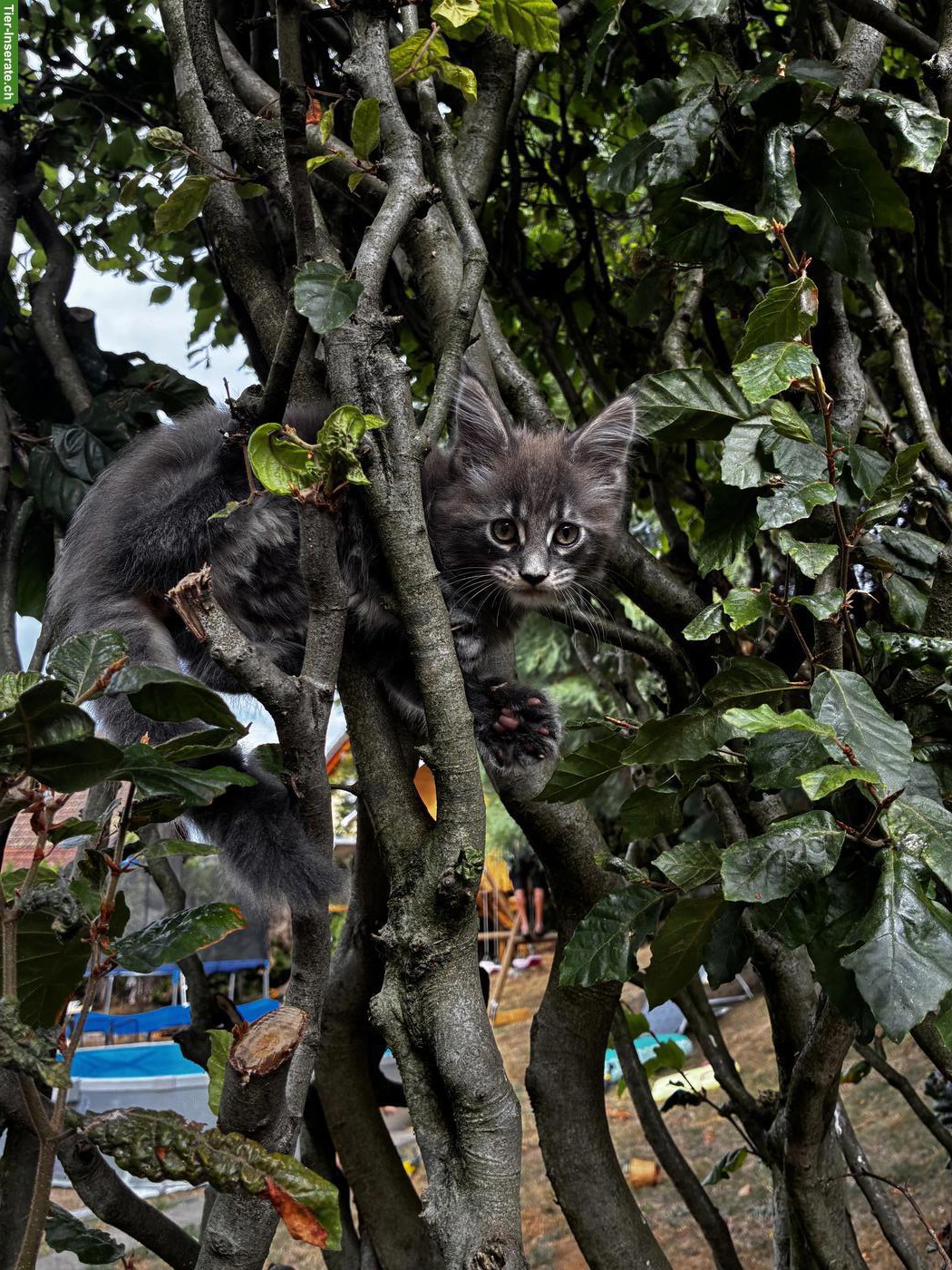 Bild 10: Maine Coon Kitten mit Stammbaum