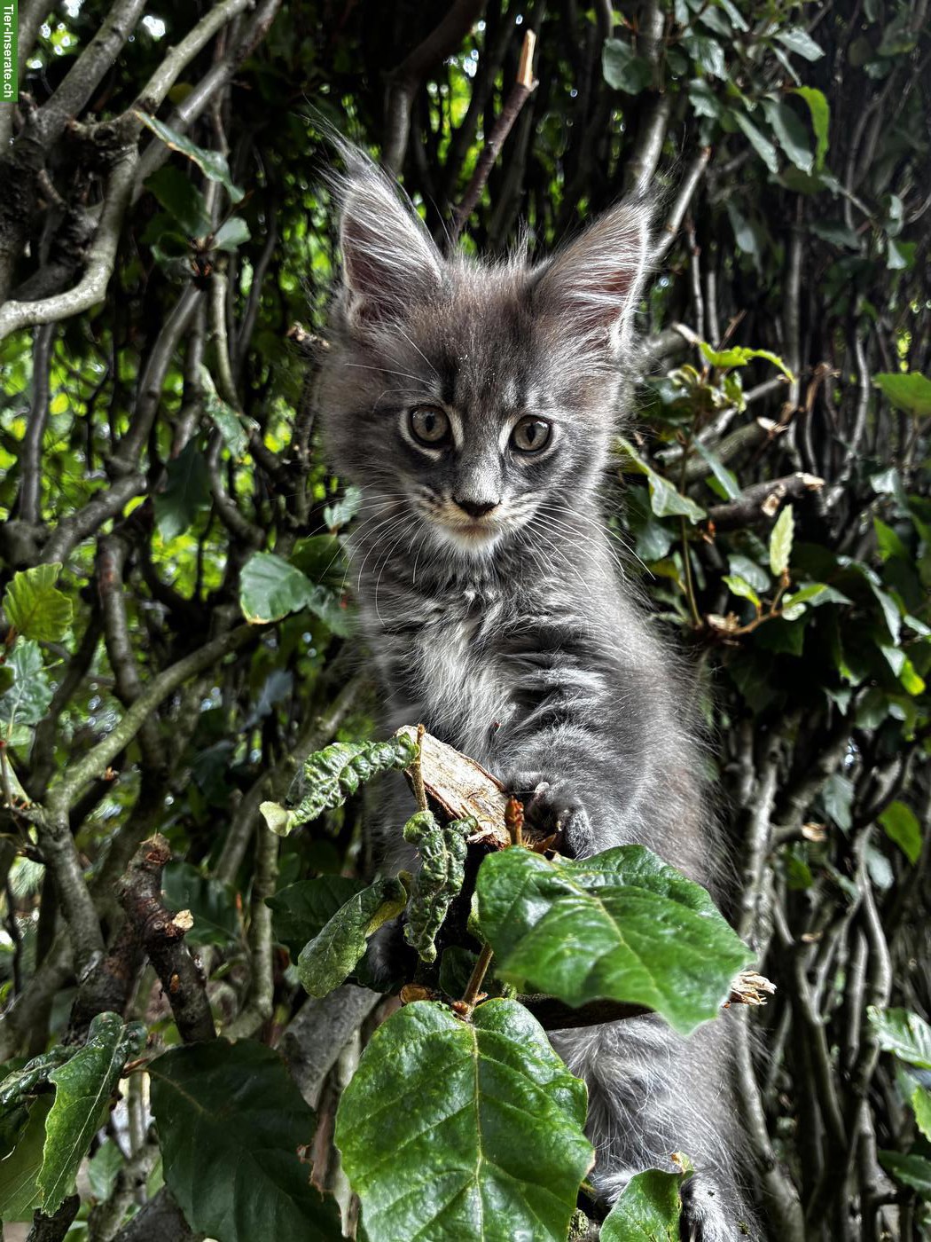 Bild 2: Maine Coon Kitten mit Stammbaum
