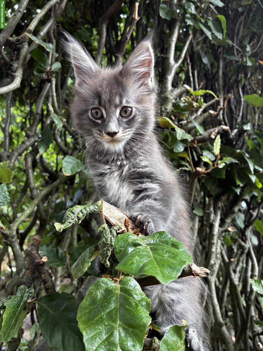 Bild 3: Maine Coon Kitten mit Stammbaum