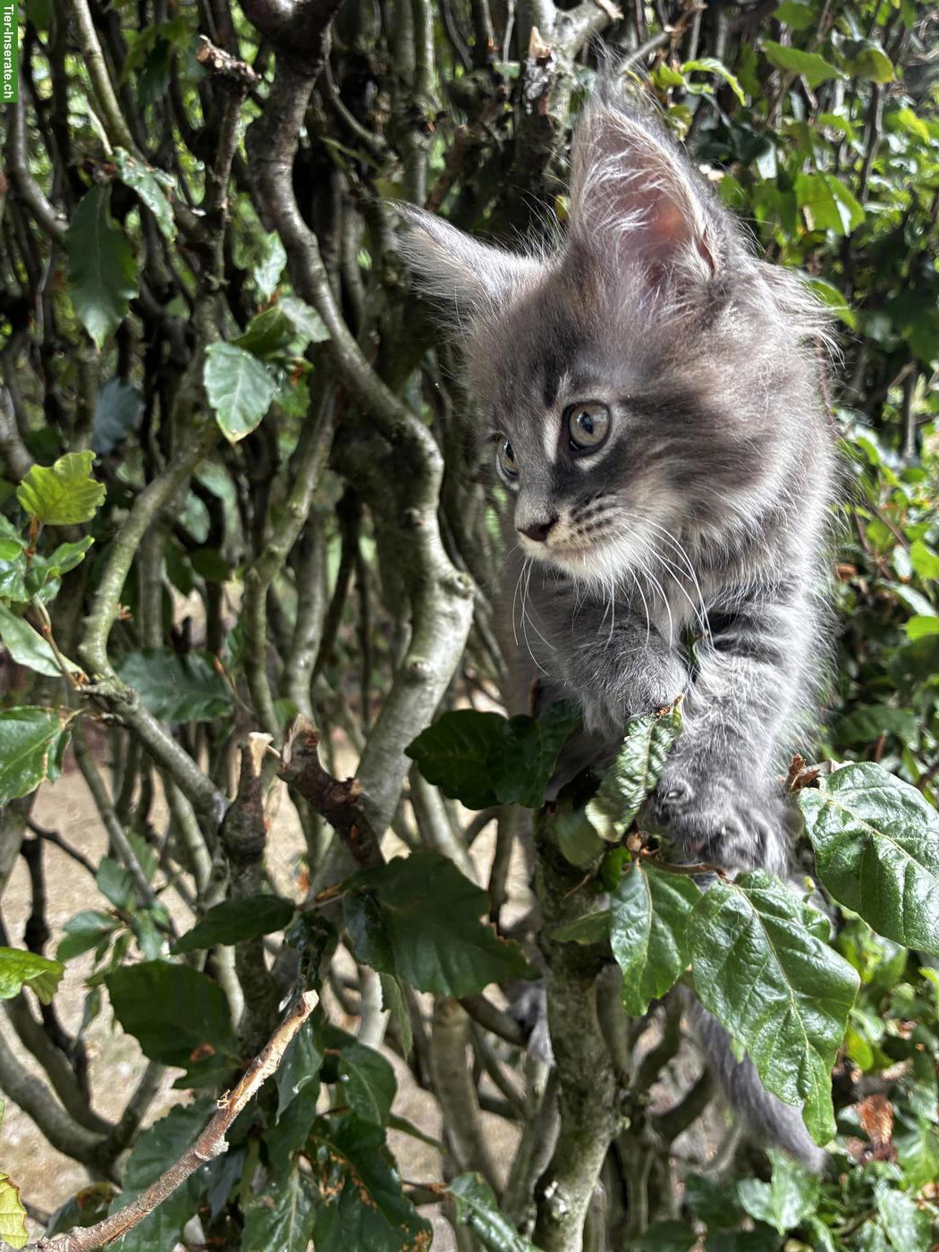 Bild 4: Maine Coon Kitten mit Stammbaum