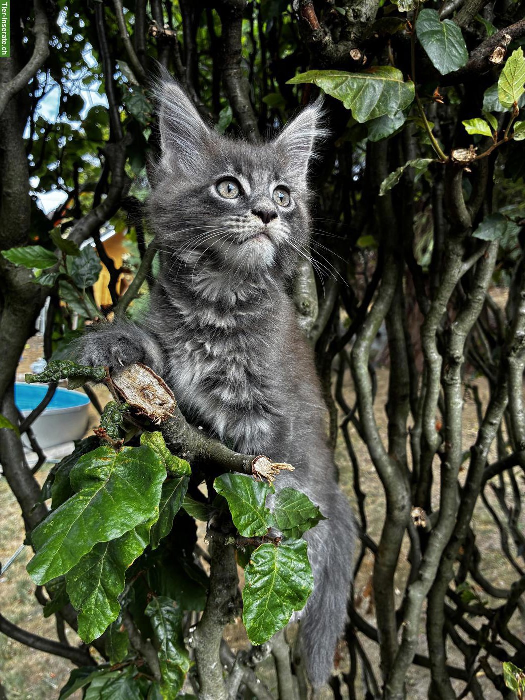 Bild 5: Maine Coon Kitten mit Stammbaum