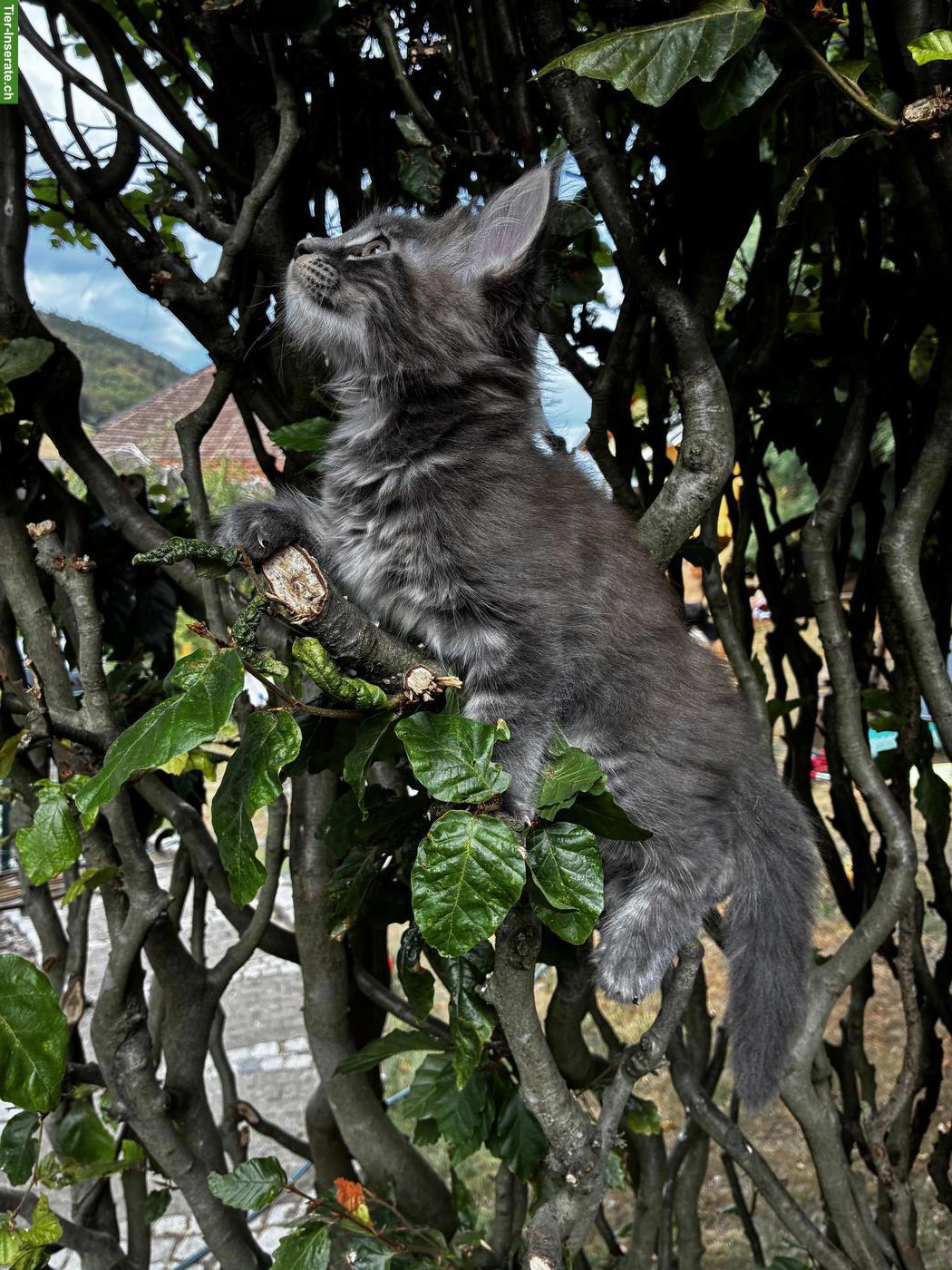 Bild 6: Maine Coon Kitten mit Stammbaum