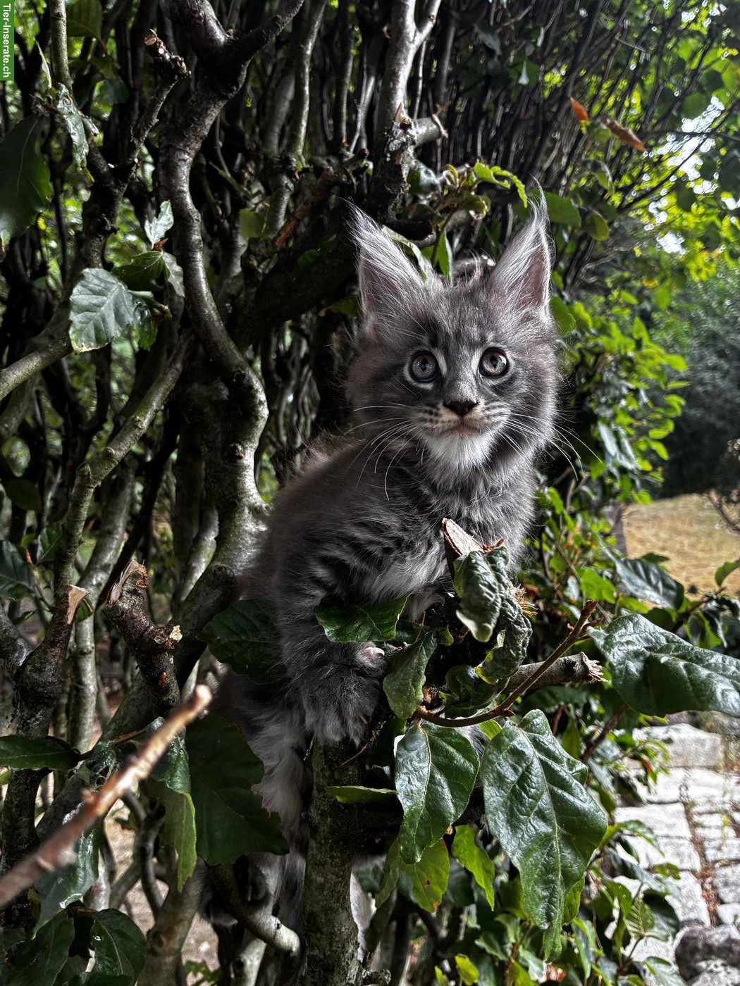Bild 7: Maine Coon Kitten mit Stammbaum