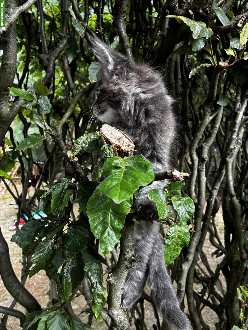 Bild 8: Maine Coon Kitten mit Stammbaum