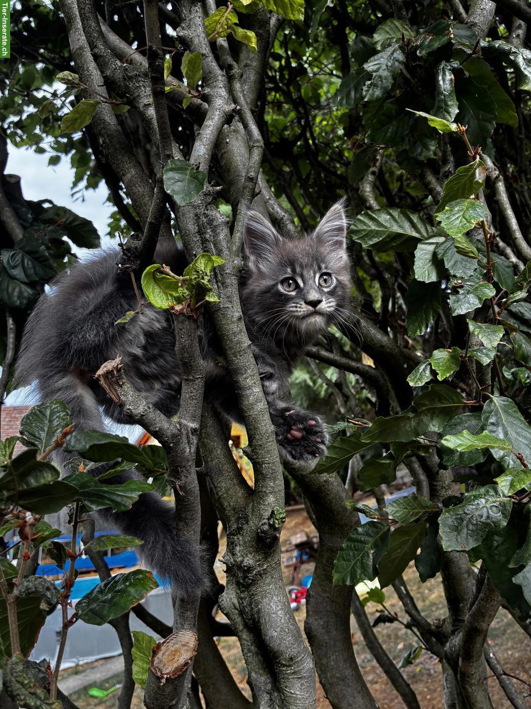 Bild 9: Maine Coon Kitten mit Stammbaum