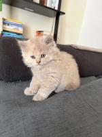 BKH Kitten (blau, blau-tortie, creme) suchen neues Zuhause
