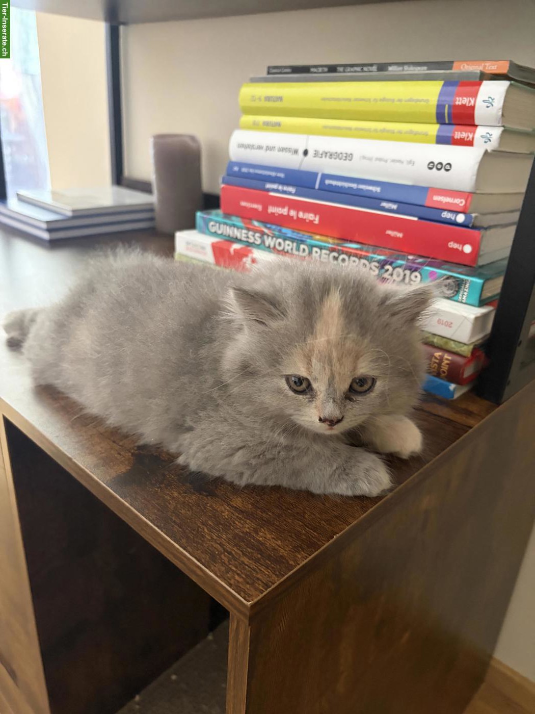 Bild 3: BKH Kitten (blau, blau-tortie, creme) suchen neues Zuhause