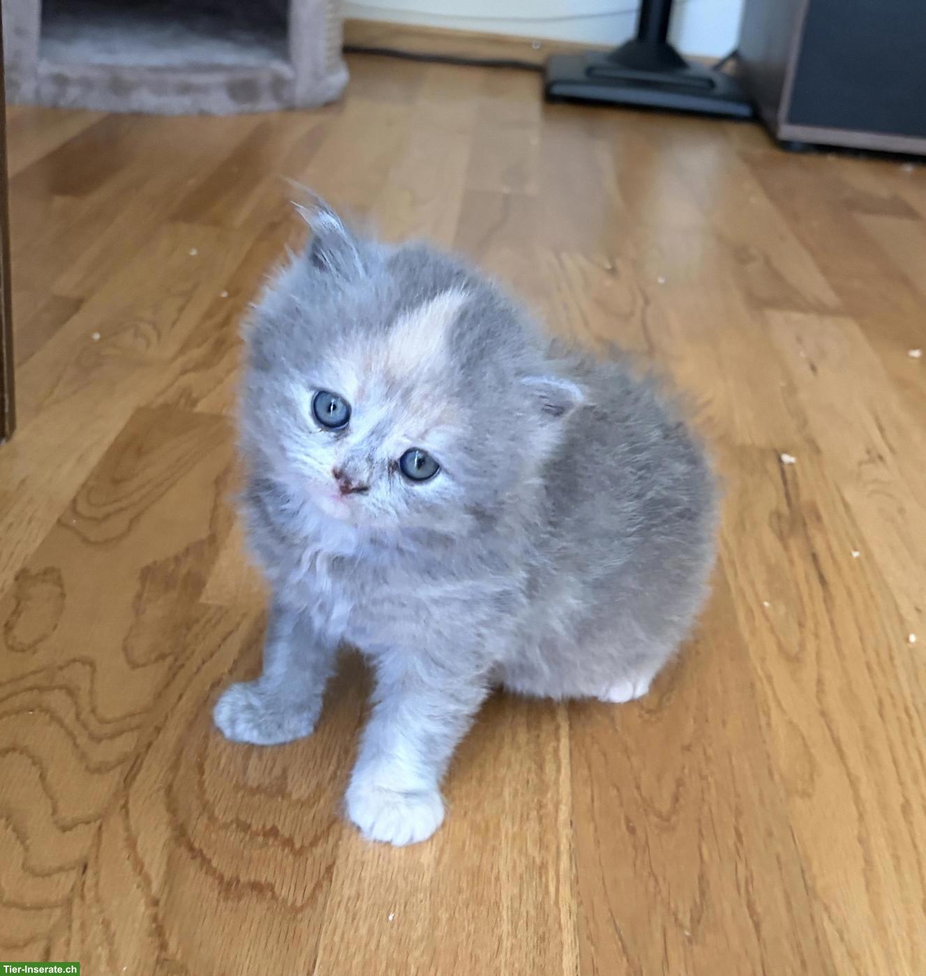 Bild 4: BKH Kitten (blau, blau-tortie, creme) suchen neues Zuhause