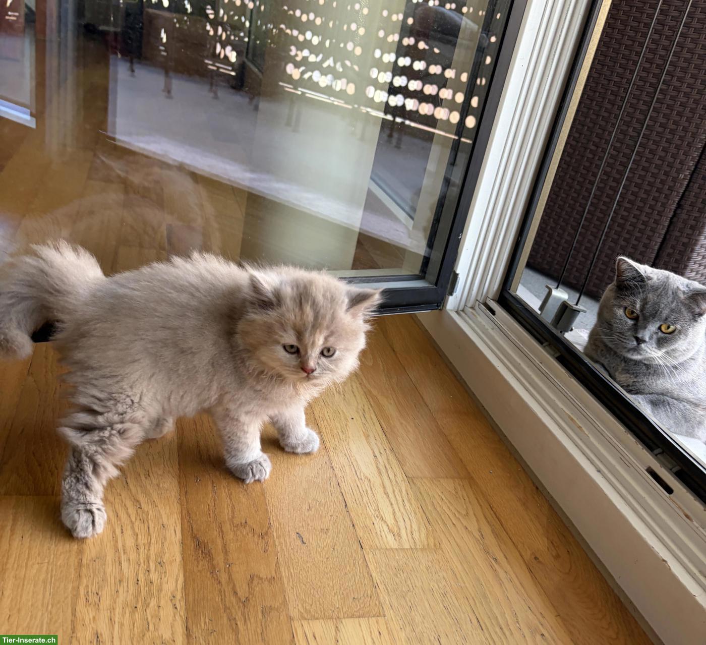 Bild 5: BKH Kitten (blau, blau-tortie, creme) suchen neues Zuhause