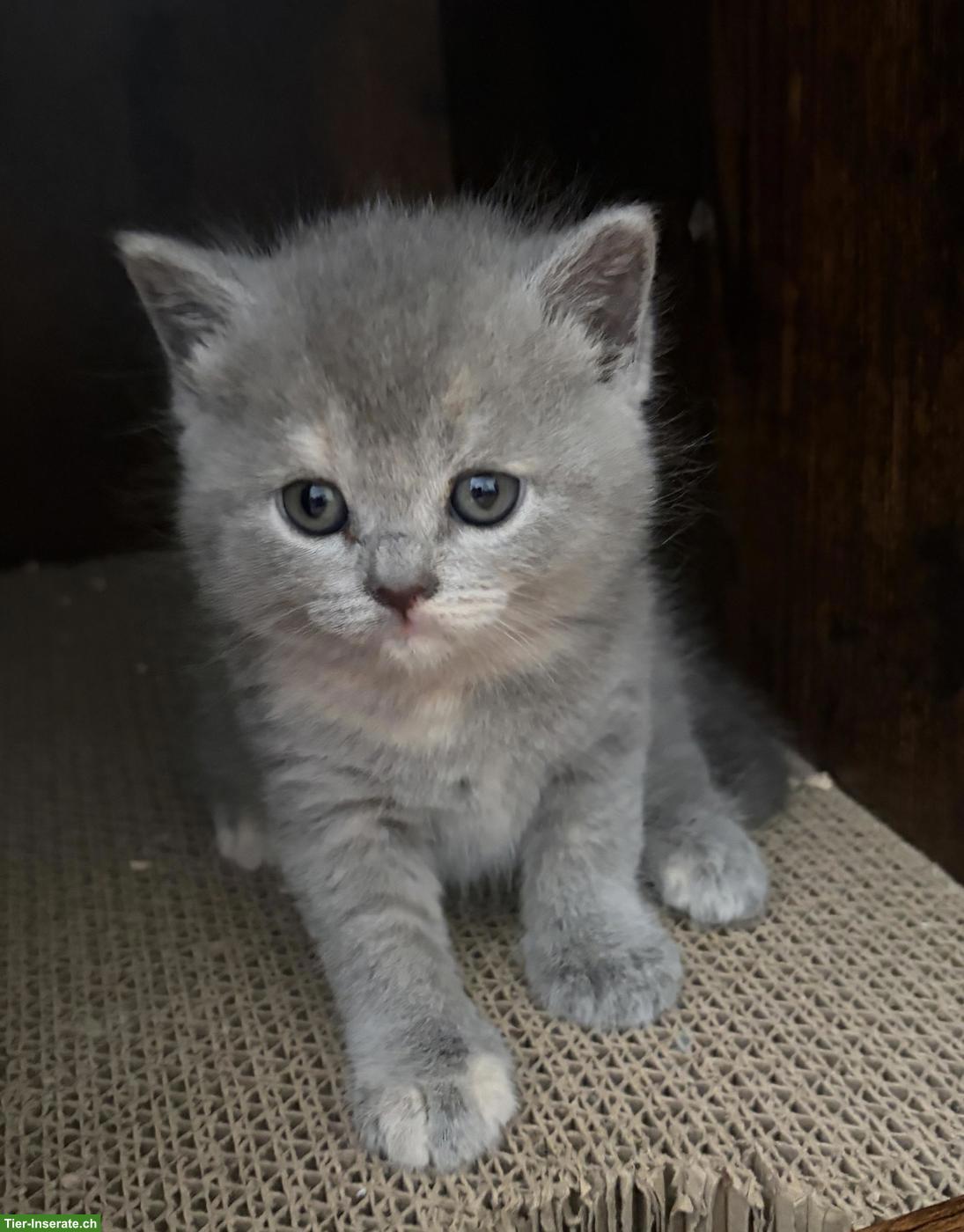 Bild 6: BKH Kitten (blau, blau-tortie, creme) suchen neues Zuhause