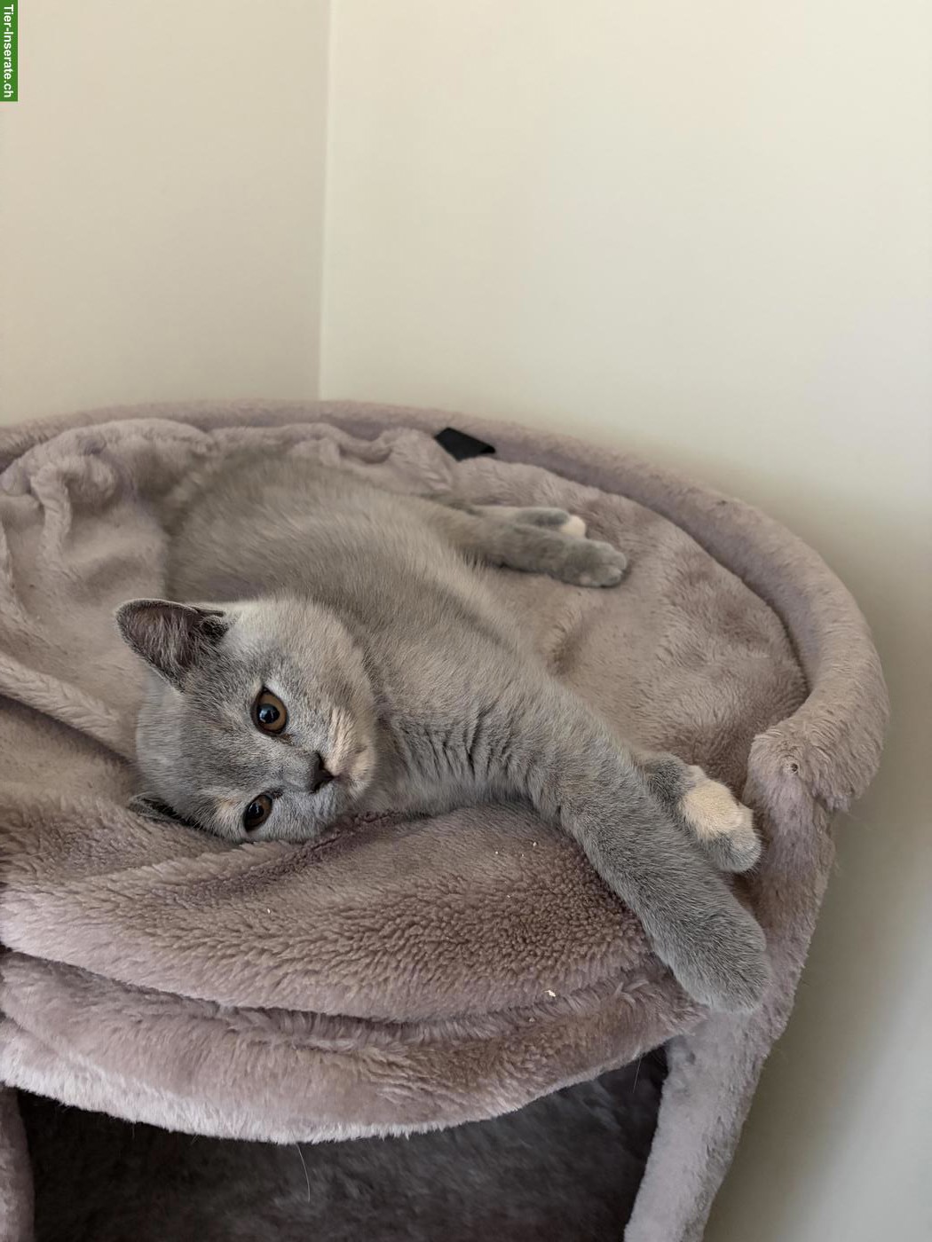 Bild 7: BKH Kitten (blau, blau-tortie, creme) suchen neues Zuhause