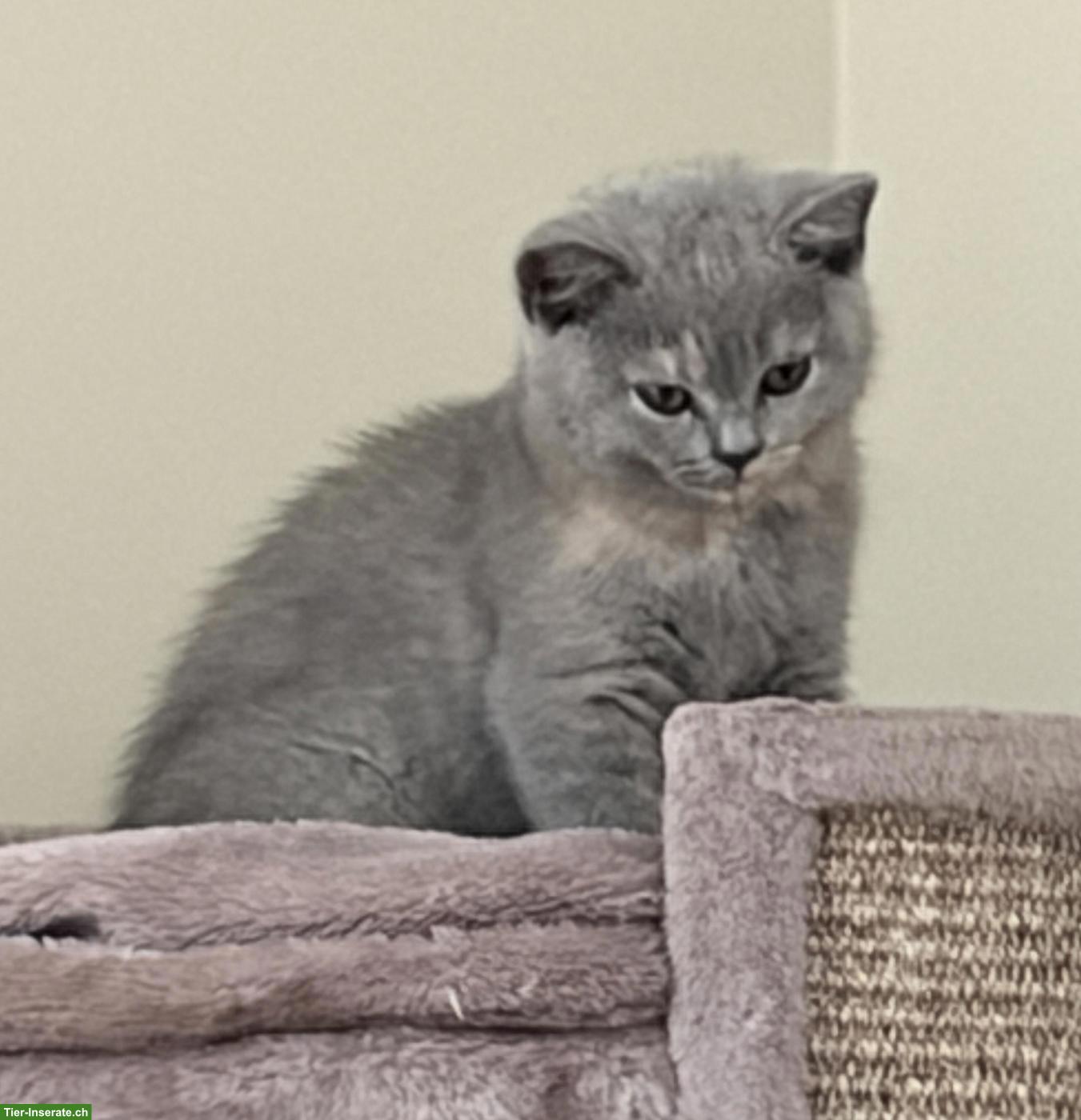Bild 8: BKH Kitten (blau, blau-tortie, creme) suchen neues Zuhause